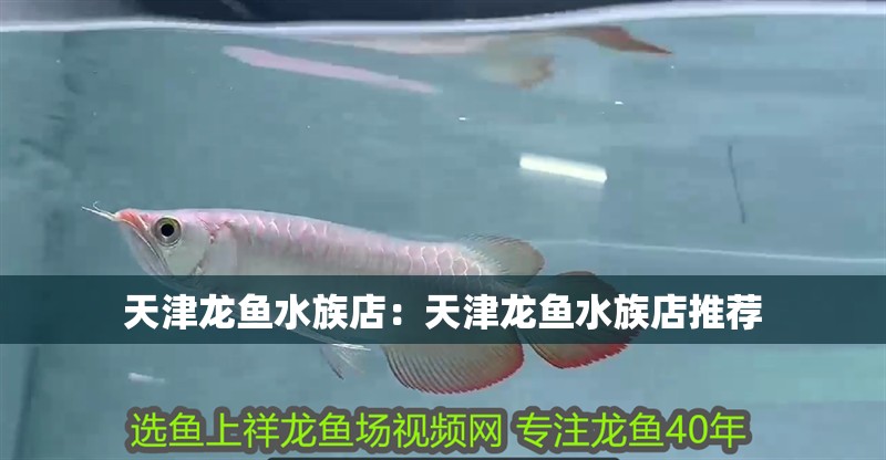 天津龍魚水族店：天津龍魚水族店推薦