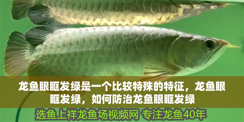 龍魚眼眶發綠是一個比較特殊的特征，龍魚眼眶發綠，如何防治龍魚眼眶發綠