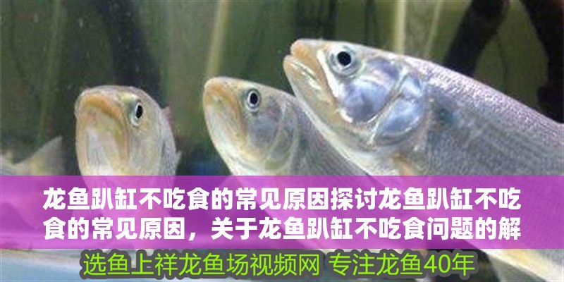 龍魚趴缸不吃食的常見原因探討龍魚趴缸不吃食的常見原因，關于龍魚趴缸不吃食問題的解決方案