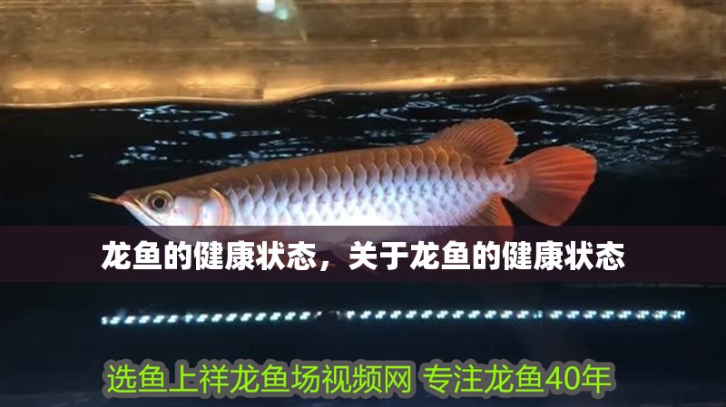 龍魚的健康狀態，關于龍魚的健康狀態