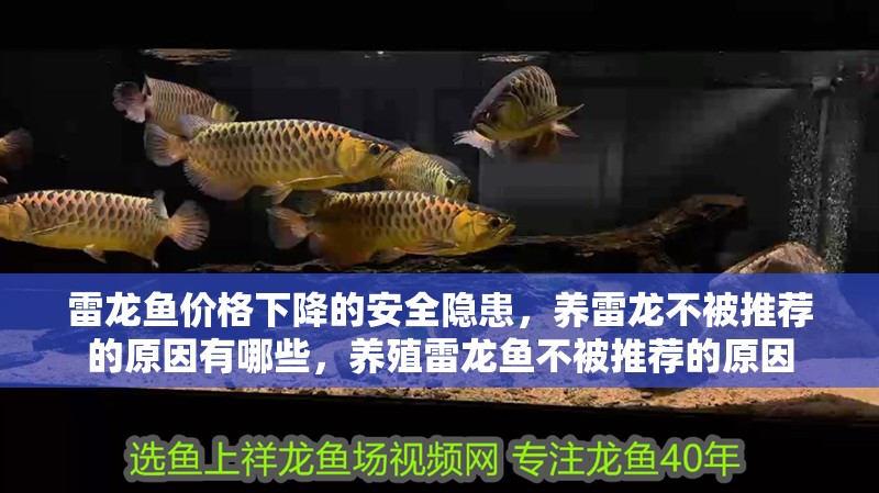 雷龍魚價格下降的安全隱患，養(yǎng)雷龍不被推薦的原因有哪些，養(yǎng)殖雷龍魚不被推薦的原因