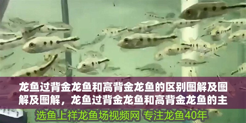 龍魚過背金龍魚和高背金龍魚的區別圖解及圖解及圖解，龍魚過背金龍魚和高背金龍魚的主要區別