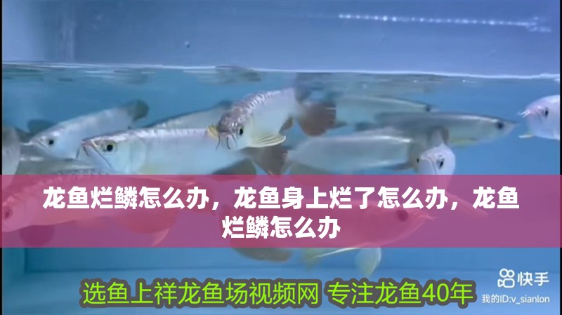 龍魚爛鱗怎么辦，龍魚身上爛了怎么辦，龍魚爛鱗怎么辦