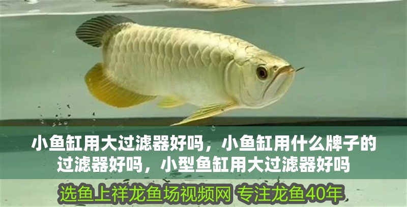 小魚缸用大過濾器好嗎，小魚缸用什么牌子的過濾器好嗎，小型魚缸用大過濾器好嗎