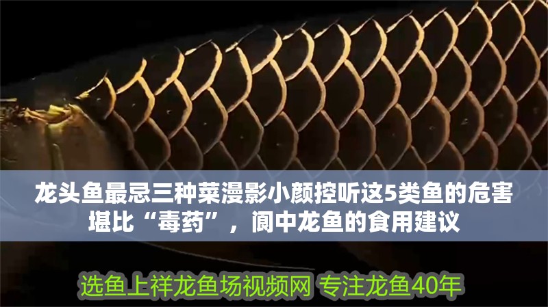 龍頭魚最忌三種菜漫影小顏控聽這5類魚的危害堪比“毒藥”，閬中龍魚的食用建議