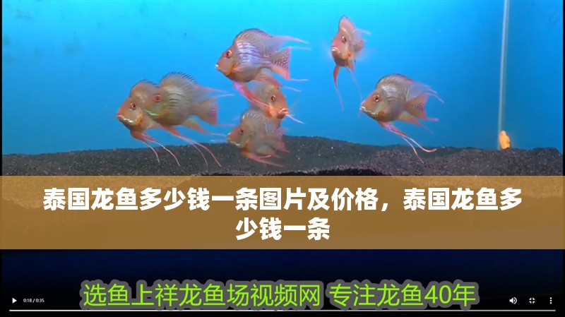 泰國龍魚多少錢一條圖片及價(jià)格，泰國龍魚多少錢一條