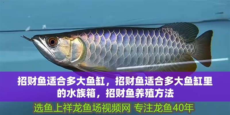 招財魚適合多大魚缸，招財魚適合多大魚缸里的水族箱，招財魚養殖方法