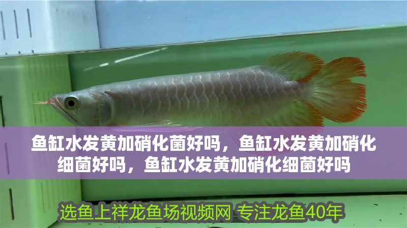 魚缸水發黃加硝化菌好嗎，魚缸水發黃加硝化細菌好嗎，魚缸水發黃加硝化細菌好嗎