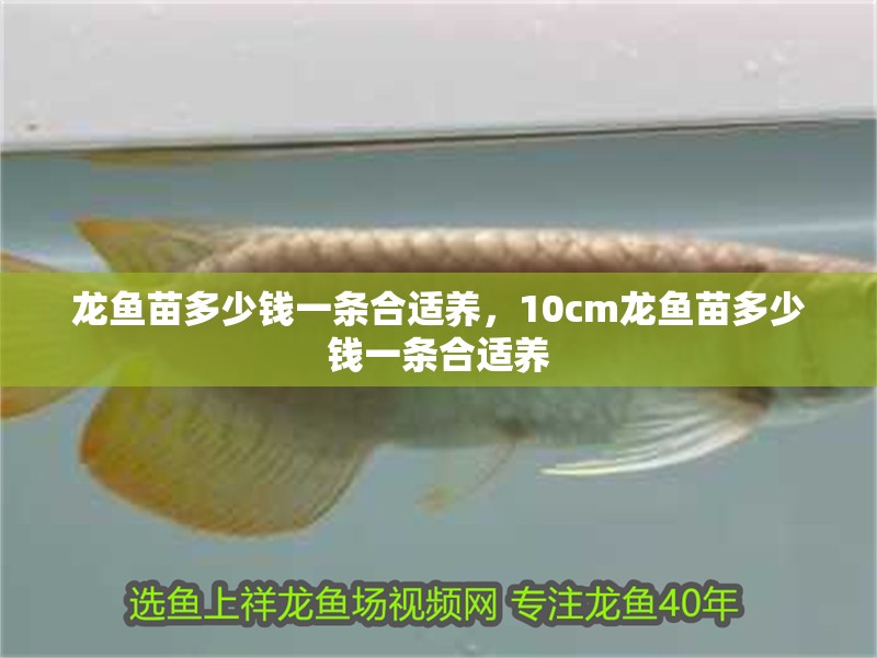 龍魚苗多少錢一條合適養，10cm龍魚苗多少錢一條合適養
