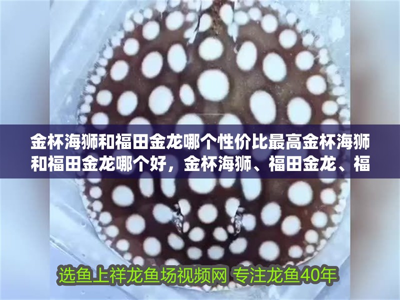 金杯海獅和福田金龍哪個性價比最高金杯海獅和福田金龍哪個好，金杯海獅、福田金龍、福田風(fēng)景g7哪個更可靠？