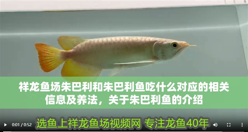 祥龍魚場朱巴利和朱巴利魚吃什么對應的相關信息及養法，關于朱巴利魚的介紹