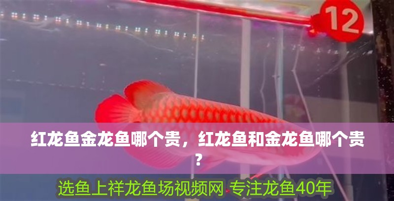 紅龍魚(yú)金龍魚(yú)哪個(gè)貴，紅龍魚(yú)和金龍魚(yú)哪個(gè)貴？