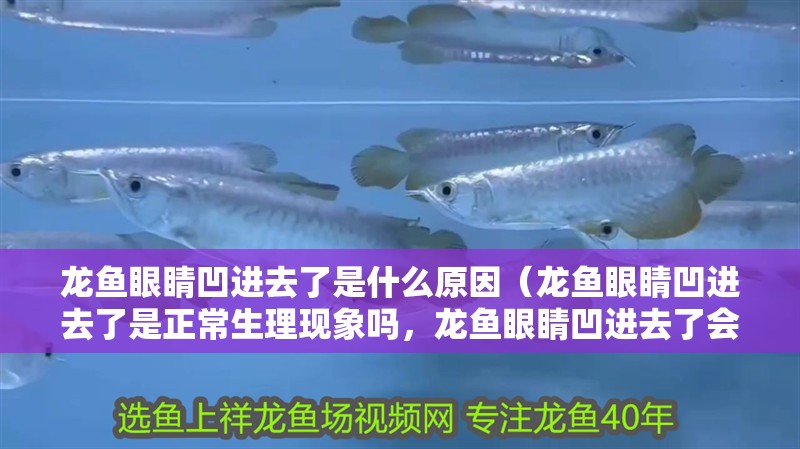 龍魚眼睛凹進去了是什么原因（龍魚眼睛凹進去了是正常生理現象嗎，龍魚眼睛凹進去了會影響視力）