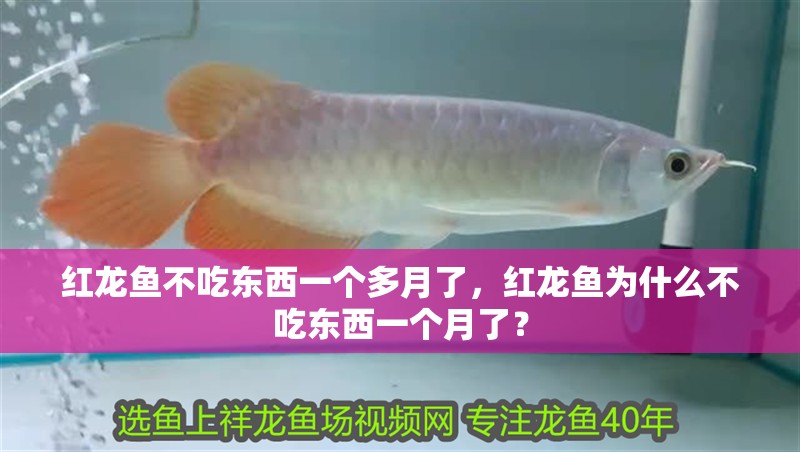 紅龍魚不吃東西一個多月了，紅龍魚為什么不吃東西一個月了？