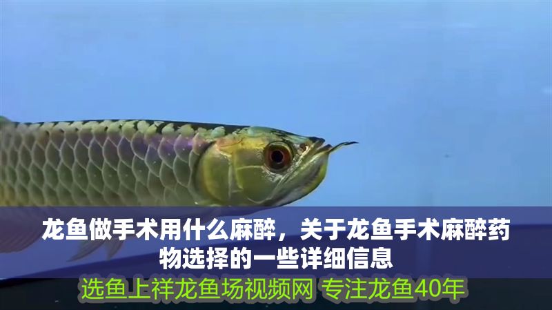 龍魚做手術用什么麻醉，關于龍魚手術麻醉藥物選擇的一些詳細信息