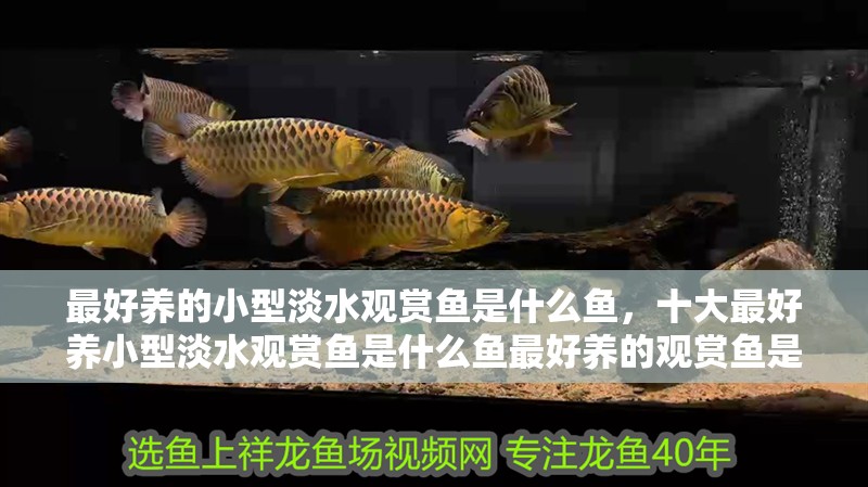 最好養的小型淡水觀賞魚是什么魚，十大最好養小型淡水觀賞魚是什么魚最好養的觀賞魚是什么魚
