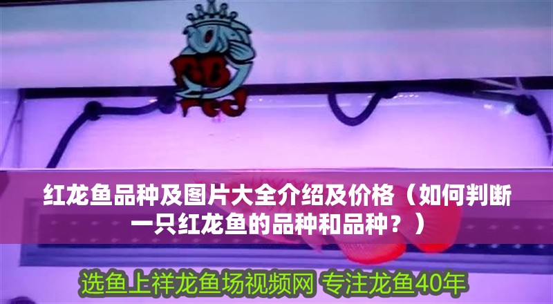 紅龍魚品種及圖片大全介紹及價格（如何判斷一只紅龍魚的品種和品種？）