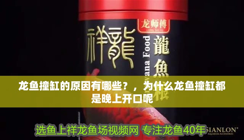 龍魚撞缸的原因有哪些？，為什么龍魚撞缸都是晚上開口呢