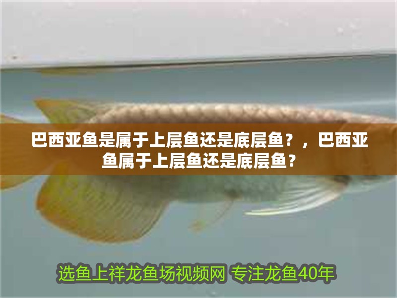 巴西亞魚是屬于上層魚還是底層魚？，巴西亞魚屬于上層魚還是底層魚？