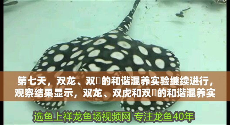 第七天，雙龍、雙魟的和諧混養(yǎng)實驗繼續(xù)進行，觀察結(jié)果顯示，雙龍、雙虎和雙魟的和諧混養(yǎng)實驗