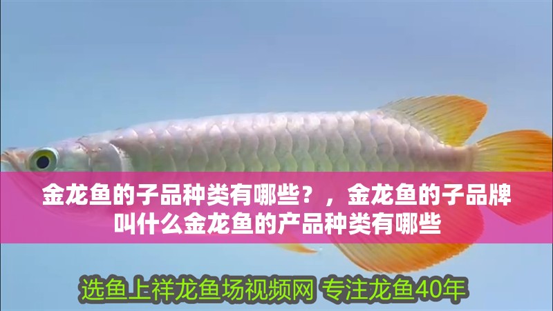 金龍魚的子品種類有哪些？，金龍魚的子品牌叫什么金龍魚的產品種類有哪些