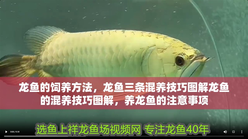 龍魚(yú)的飼養(yǎng)方法，龍魚(yú)三條混養(yǎng)技巧圖解龍魚(yú)的混養(yǎng)技巧圖解，養(yǎng)龍魚(yú)的注意事項(xiàng)