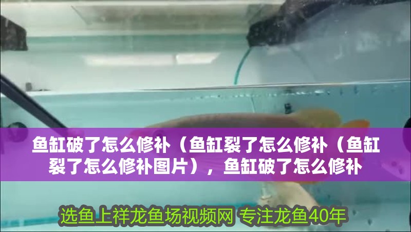 魚缸破了怎么修補（魚缸裂了怎么修補（魚缸裂了怎么修補圖片），魚缸破了怎么修補