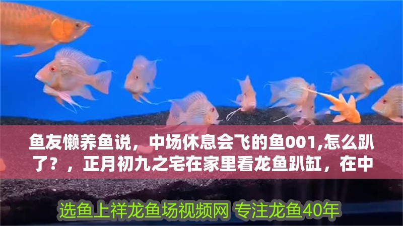 魚友懶養(yǎng)魚說，中場(chǎng)休息會(huì)飛的魚001,怎么趴了？，正月初九之宅在家里看龍魚趴缸，在中國(guó)傳統(tǒng)文化中