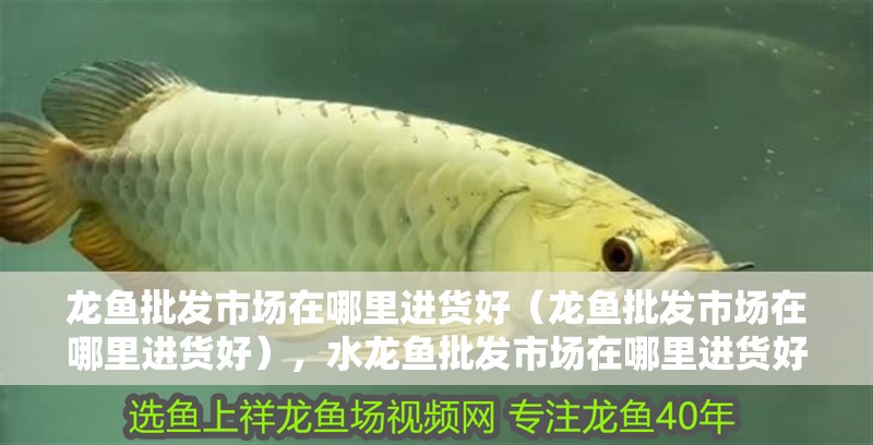 龍魚批發(fā)市場在哪里進貨好（龍魚批發(fā)市場在哪里進貨好），水龍魚批發(fā)市場在哪里進貨好