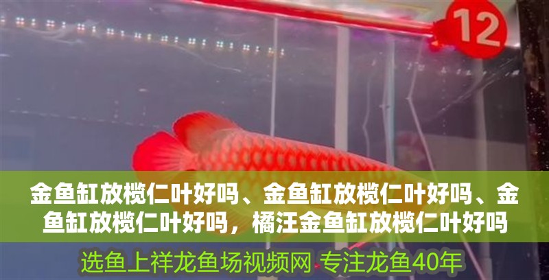 金魚(yú)缸放欖仁葉好嗎、金魚(yú)缸放欖仁葉好嗎、金魚(yú)缸放欖仁葉好嗎，橘汪金魚(yú)缸放欖仁葉好嗎、金魚(yú)缸放欖仁葉好嗎、金魚(yú)缸放欖仁葉好嗎