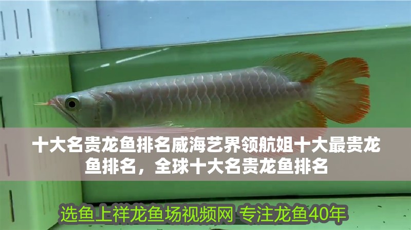 十大名貴龍魚排名威海藝界領航姐十大最貴龍魚排名，全球十大名貴龍魚排名