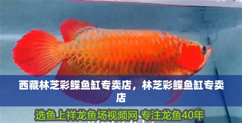 西藏林芝彩鰈魚缸專賣店，林芝彩鰈魚缸專賣店