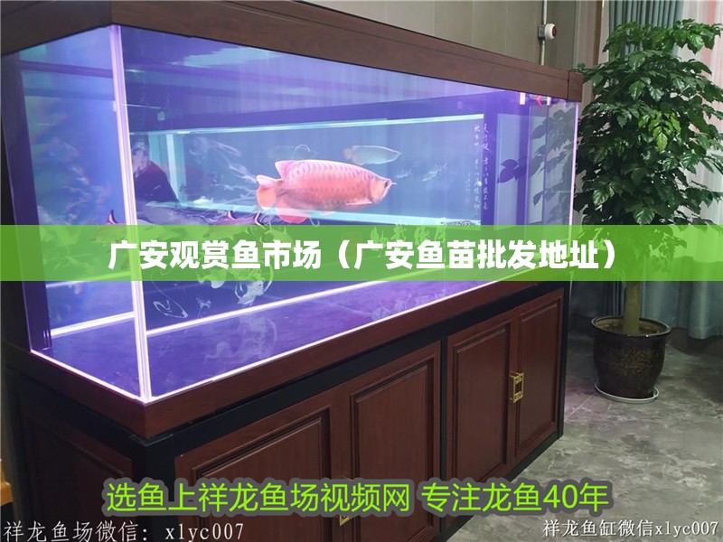 廣安觀賞魚市場（廣安魚苗批發(fā)地址）