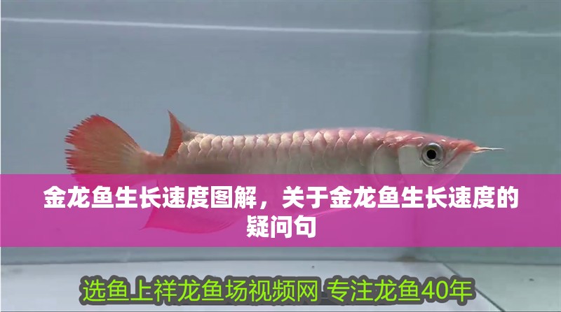 金龍魚生長速度圖解，關于金龍魚生長速度的疑問句