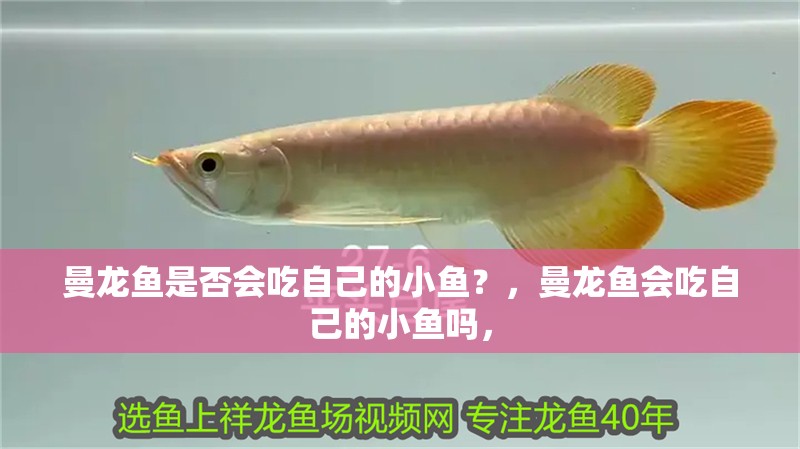 曼龍魚是否會(huì)吃自己的小魚？，曼龍魚會(huì)吃自己的小魚嗎，