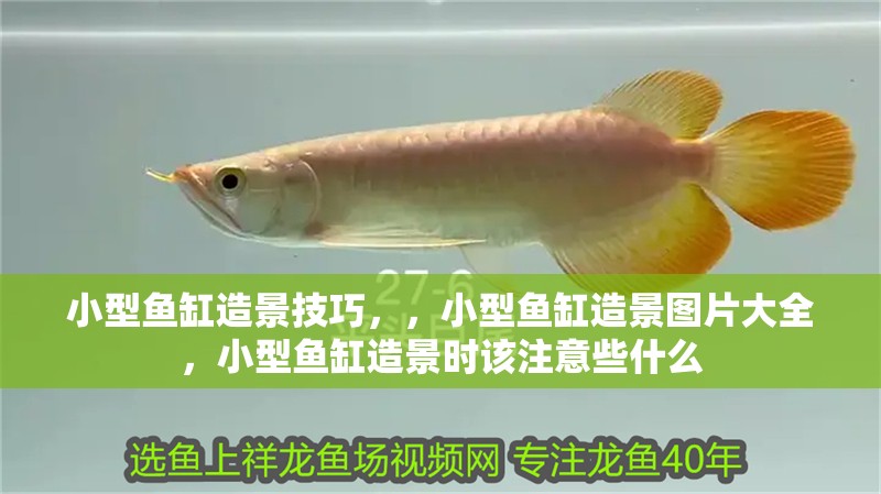 小型魚缸造景技巧，，小型魚缸造景圖片大全，小型魚缸造景時(shí)該注意些什么