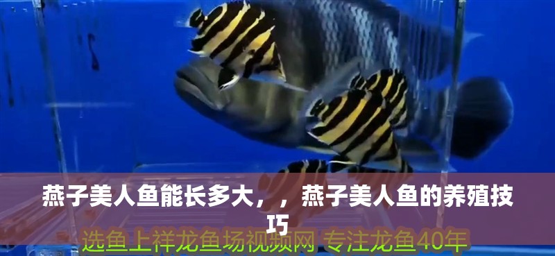 燕子美人魚能長多大，，燕子美人魚的養殖技巧