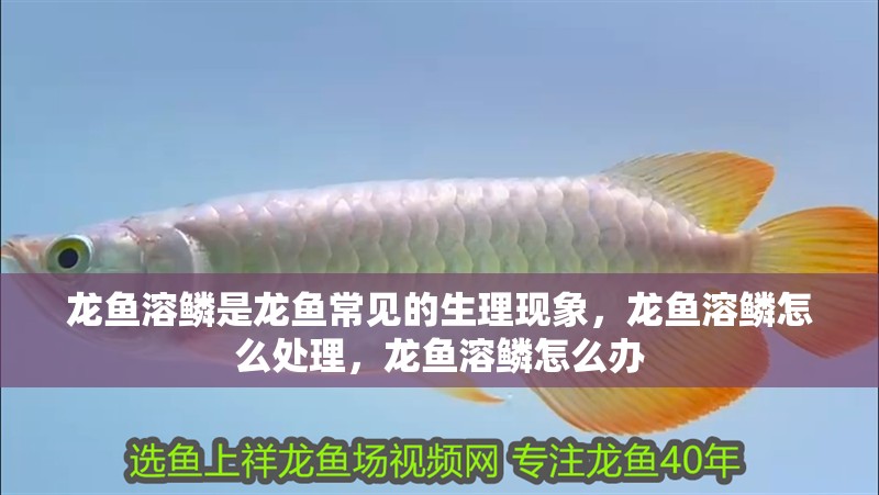龍魚溶鱗是龍魚常見(jiàn)的生理現(xiàn)象，龍魚溶鱗怎么處理，龍魚溶鱗怎么辦