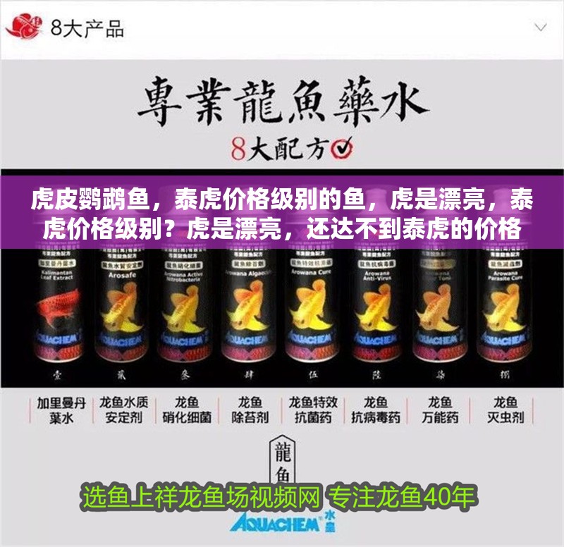 虎皮鸚鵡魚，泰虎價格級別的魚，虎是漂亮，泰虎價格級別？虎是漂亮，還達不到泰虎的價格級別