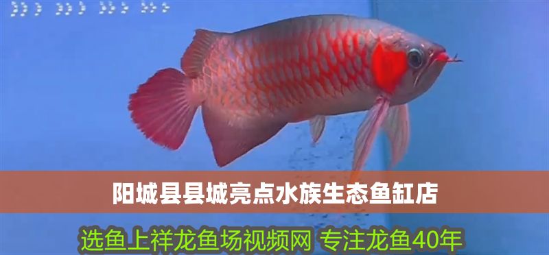 陽城縣縣城亮點水族生態魚缸店 陽城縣縣城亮點水族生態魚缸店 全國水族館企業名錄 第1張