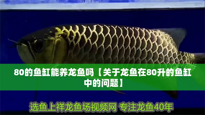 80的魚缸能養龍魚嗎【關于龍魚在80升的魚缸中的問題】