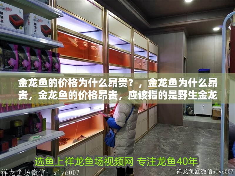 金龍魚的價格為什么昂貴？，金龍魚為什么昂貴，金龍魚的價格昂貴，應該指的是野生金龍魚