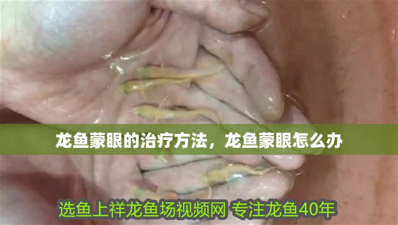 龍魚蒙眼的治療方法，龍魚蒙眼怎么辦