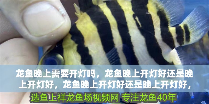 龍魚晚上需要開燈嗎，龍魚晚上開燈好還是晚上開燈好，龍魚晚上開燈好還是晚上開燈好，