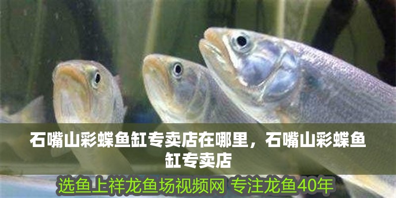 石嘴山彩蝶魚缸專賣店在哪里，石嘴山彩蝶魚缸專賣店 石嘴山彩蝶魚缸專賣店在哪里，石嘴山彩蝶魚缸專賣店 觀賞魚百科 第2張