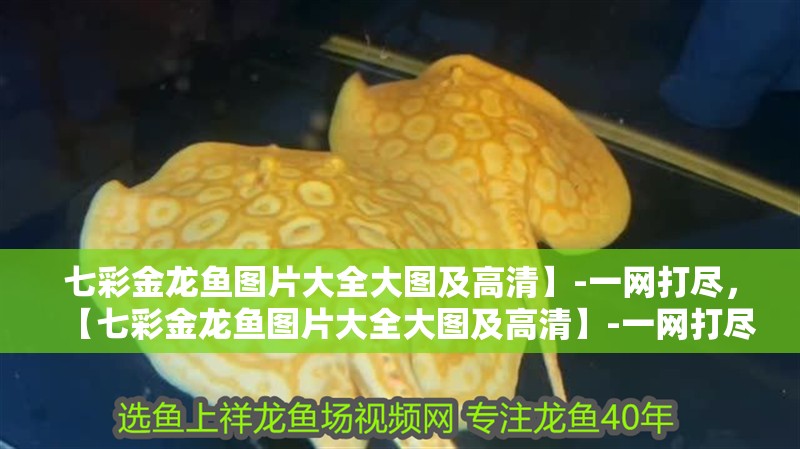 七彩金龍魚圖片大全大圖及高清】-一網打盡，【七彩金龍魚圖片大全大圖及高清】-一網打盡 七彩金龍魚圖片大全大圖及高清】-一網打盡，【七彩金龍魚圖片大全大圖及高清】-一網打盡 觀賞魚百科 第2張