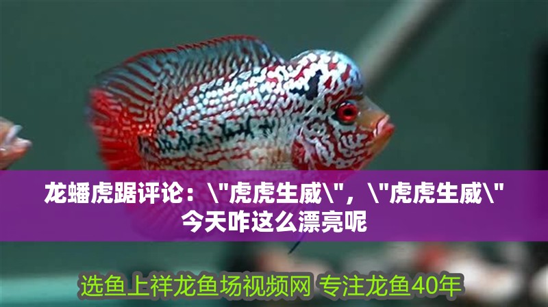龍蟠虎踞評論：\