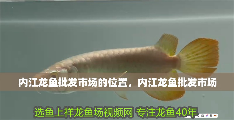 內(nèi)江龍魚批發(fā)市場的位置，內(nèi)江龍魚批發(fā)市場