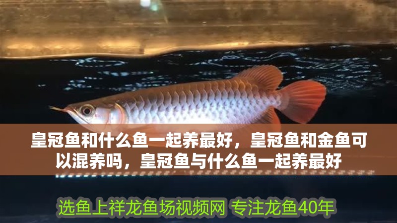 皇冠魚和什么魚一起養最好，皇冠魚和金魚可以混養嗎，皇冠魚與什么魚一起養最好