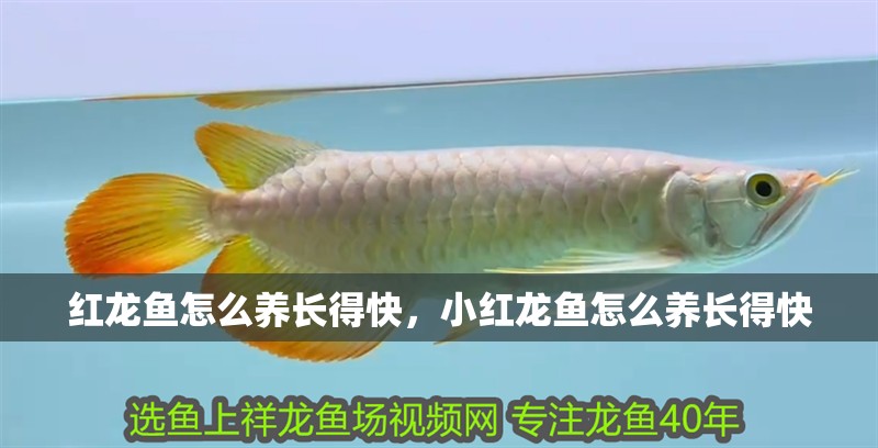 紅龍魚怎么養(yǎng)長得快，小紅龍魚怎么養(yǎng)長得快